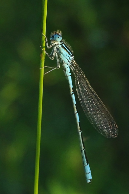 Coenagrion scitulum - mediterrán légivadász
