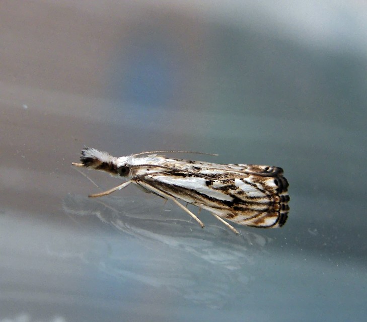 Catoptria falsella - hálós fűgyökérmoly