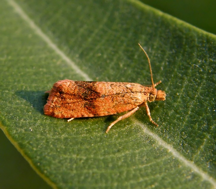 Celypha striana - pitypangfúró tükrösmoly