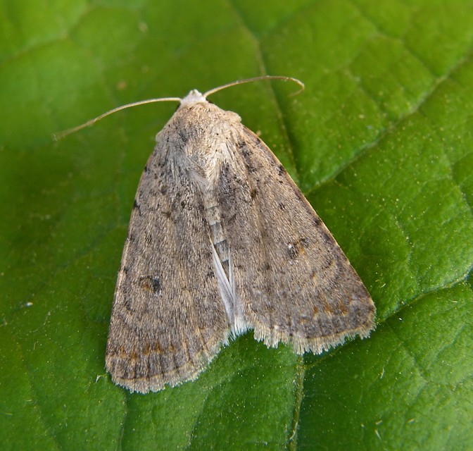 Paradrina clavipalpis - közönséges selymesbagoly