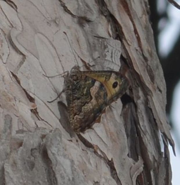 Hipparchia semele - barna szemeslepke Hipparchia semele - barna szemeslepke