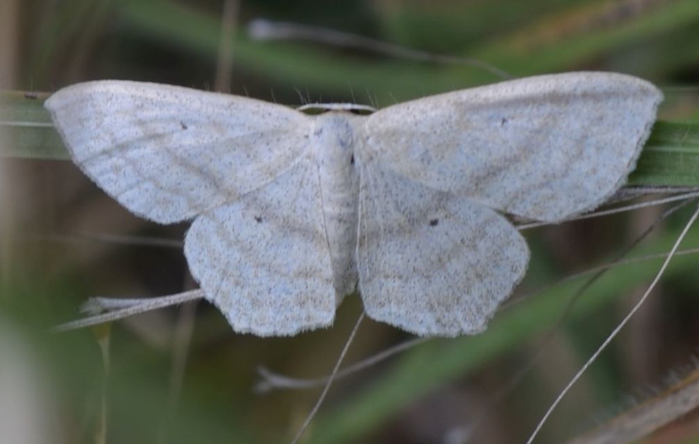 Scopula nigropunctata - feketepettyes araszoló