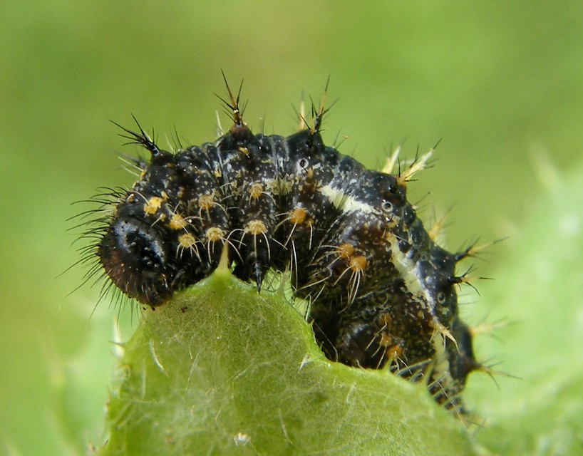 Vanessa cardui - bogáncslepke