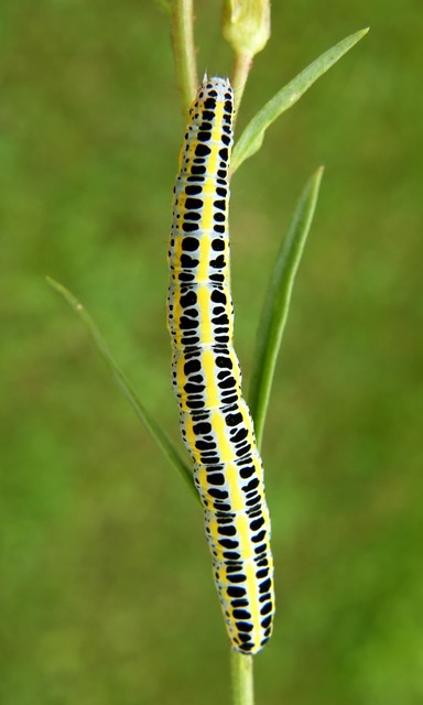 Calophasia