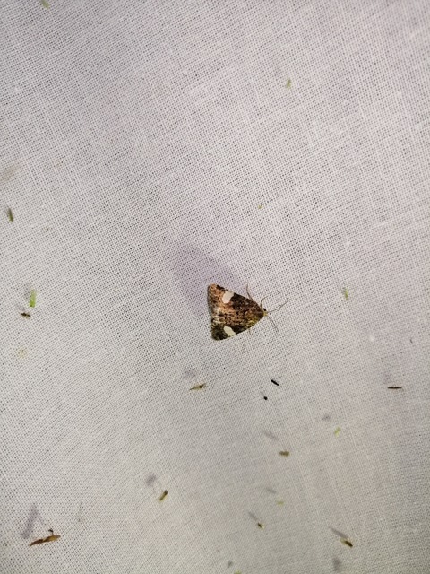 Tyta luctuosa - fekete nappalibagoly