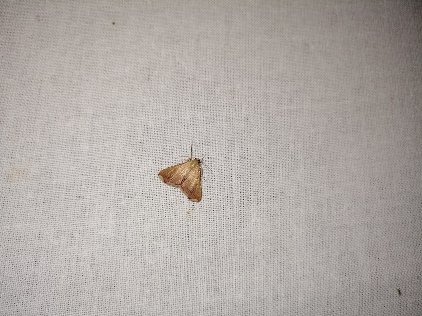 Endotricha flammealis - tüzesszárnyú fényilonca