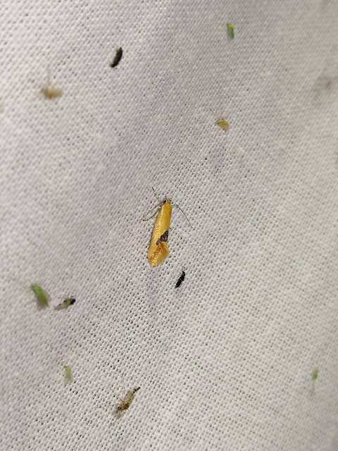 Batia internella/lambdella