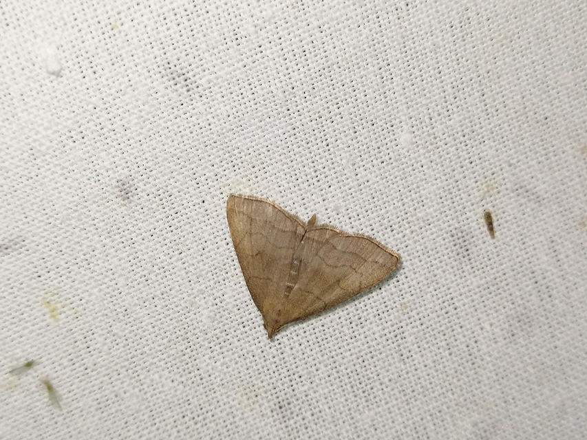 Herminia tarsicrinalis - szőröslábú karcsúbagoly