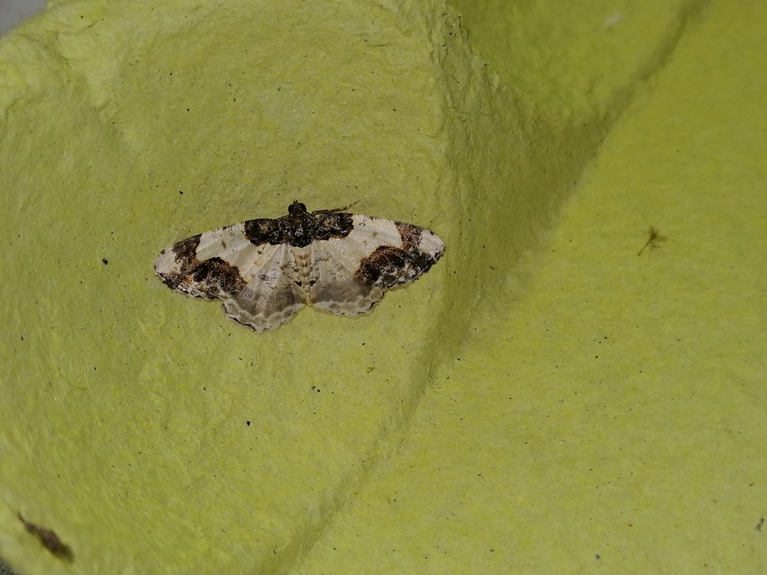 Ligdia adustata - barna levélaraszoló