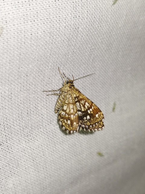 Chiasmia clathrata - rácsos rétiaraszoló