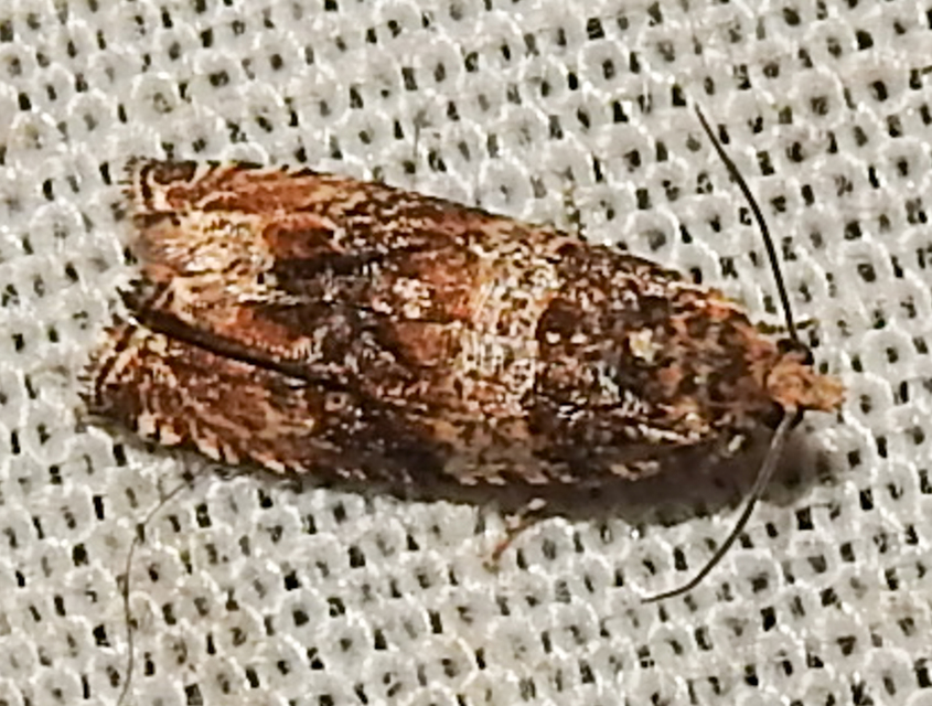 Celypha