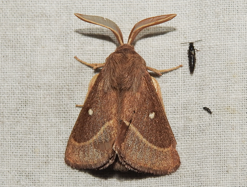 Lasiocampa trifolii - lóhereszövő