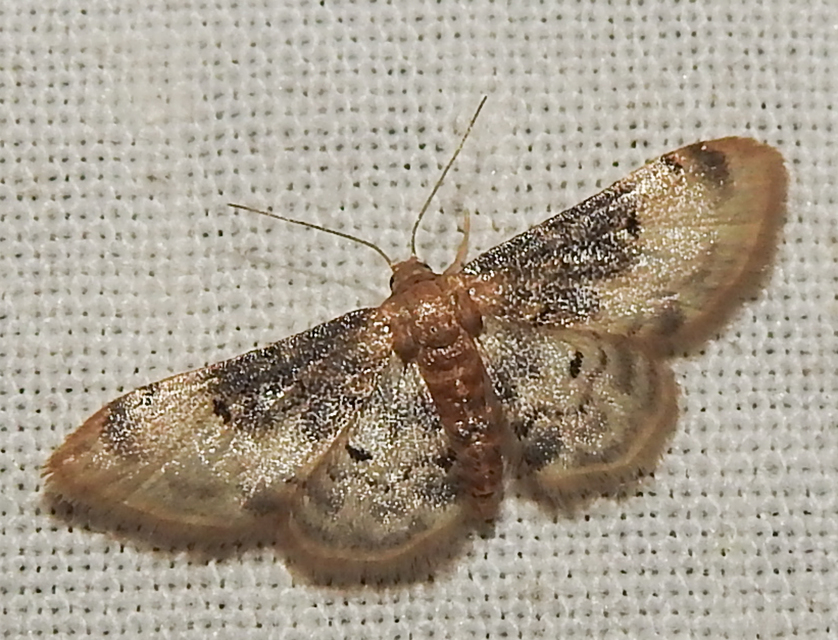 Idaea filicata - sötéttövű apróaraszoló