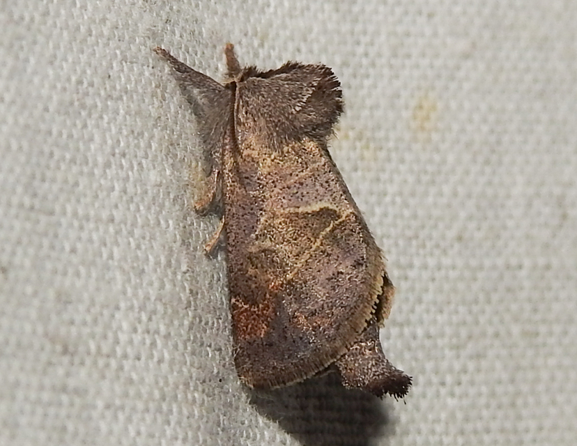 Clostera pigra - apró levélszövő