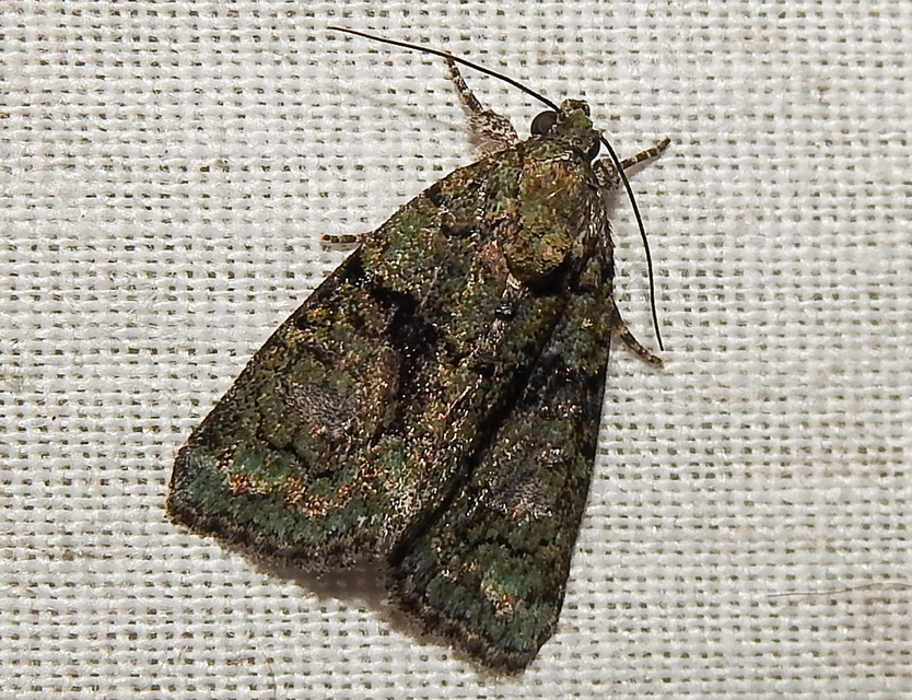 Cryphia algae - sárgászöld zuzmóbagoly