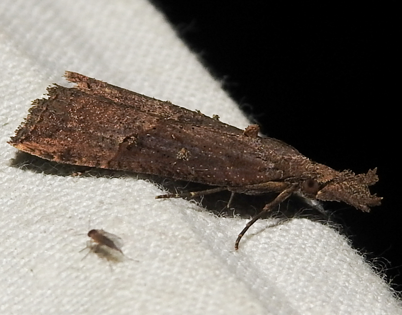 Hypena rostralis - közönséges karcsúbagoly