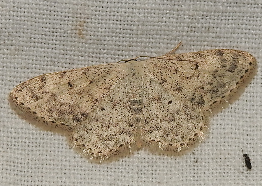 Scopula marginepunctata - pettyes sávosaraszoló