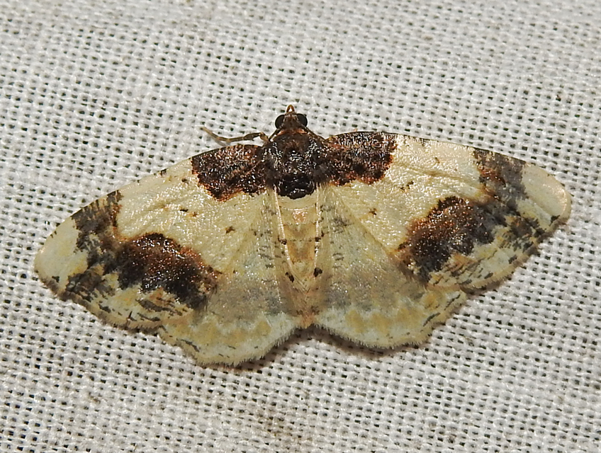 Ligdia adustata - barna levélaraszoló