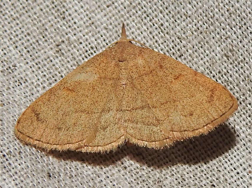 Paracolax tristalis - sárgás karcsúbagoly
