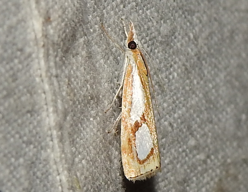Catoptria pinella - ezüstös fűgyökérmoly