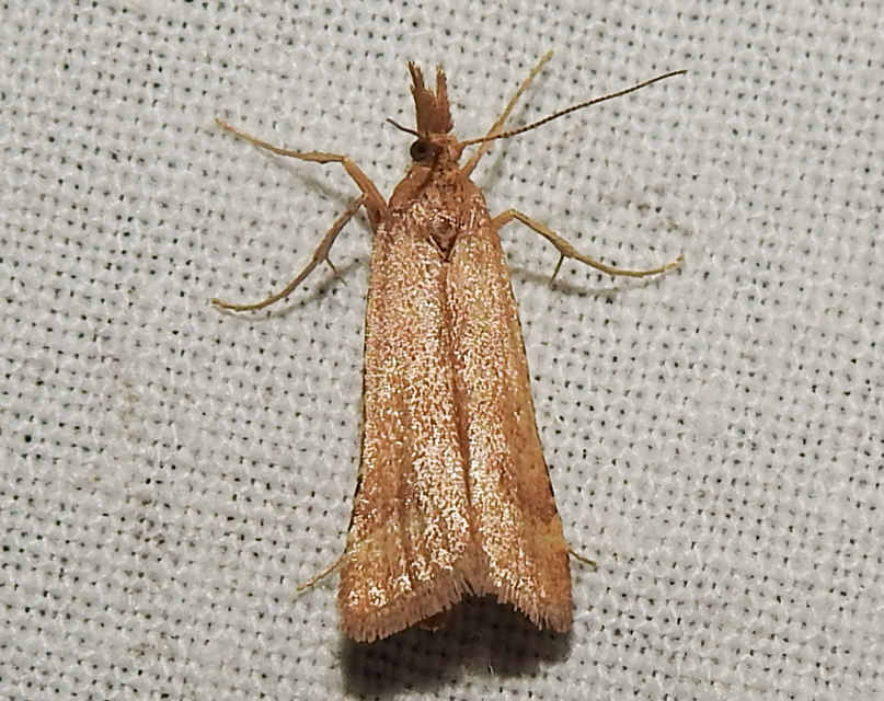 Synaphe punctalis - hosszúlábú fényilonca