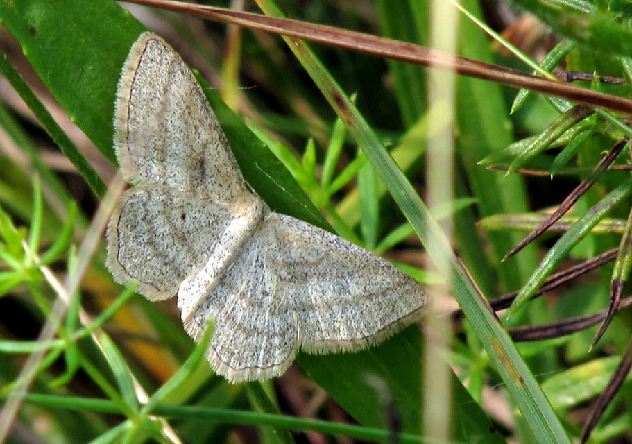 Scopula virgulata - vesszős sávosaraszoló