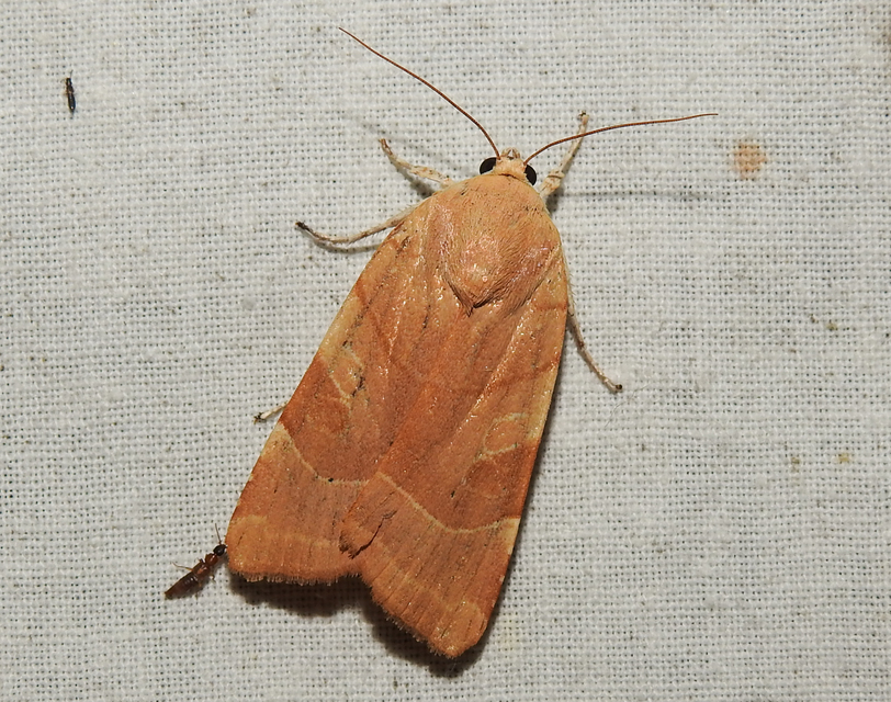 Noctua fimbriata - szélessávú sárgafűbagoly