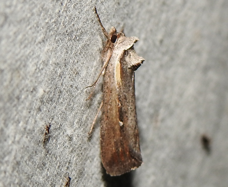 Epimecia ustula - ördögszem-apróbagoly