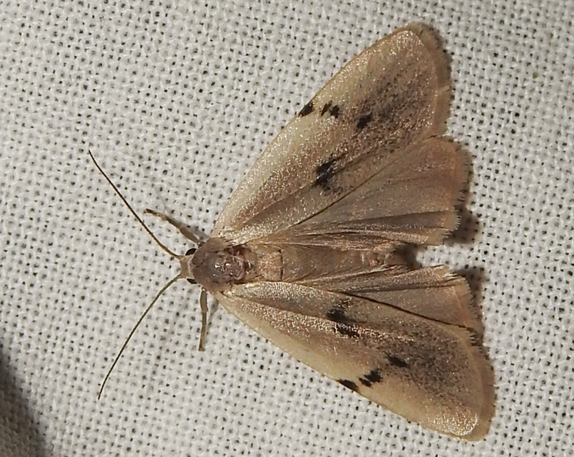 Pelosia muscerda - hamvas zuzmószövő