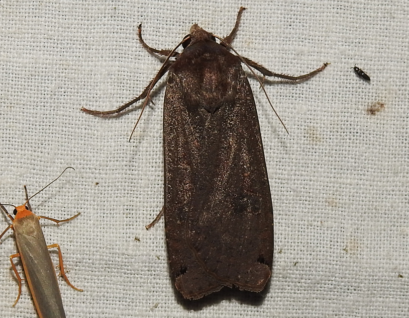 Noctua pronuba - nagy sárgafűbagoly
