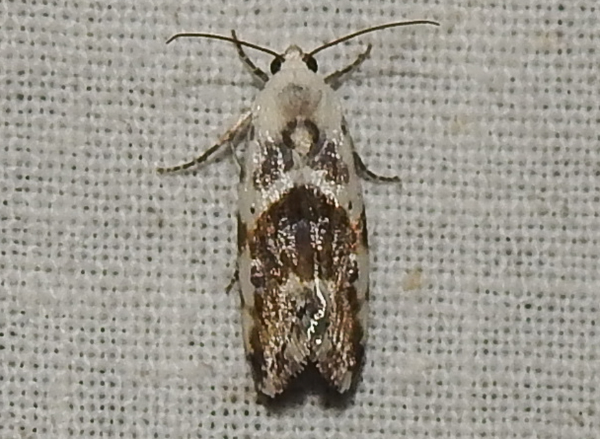 Ponometia candefacta - parlagfűbagoly