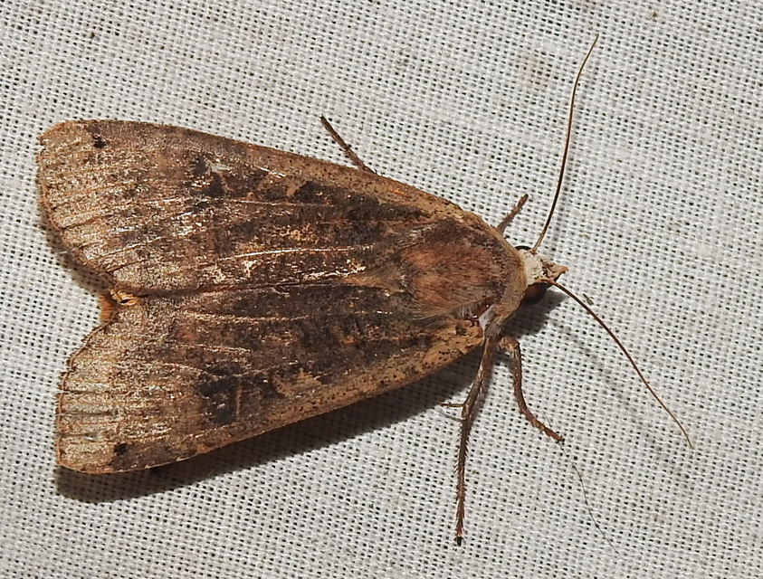 Noctua pronuba - nagy sárgafűbagoly