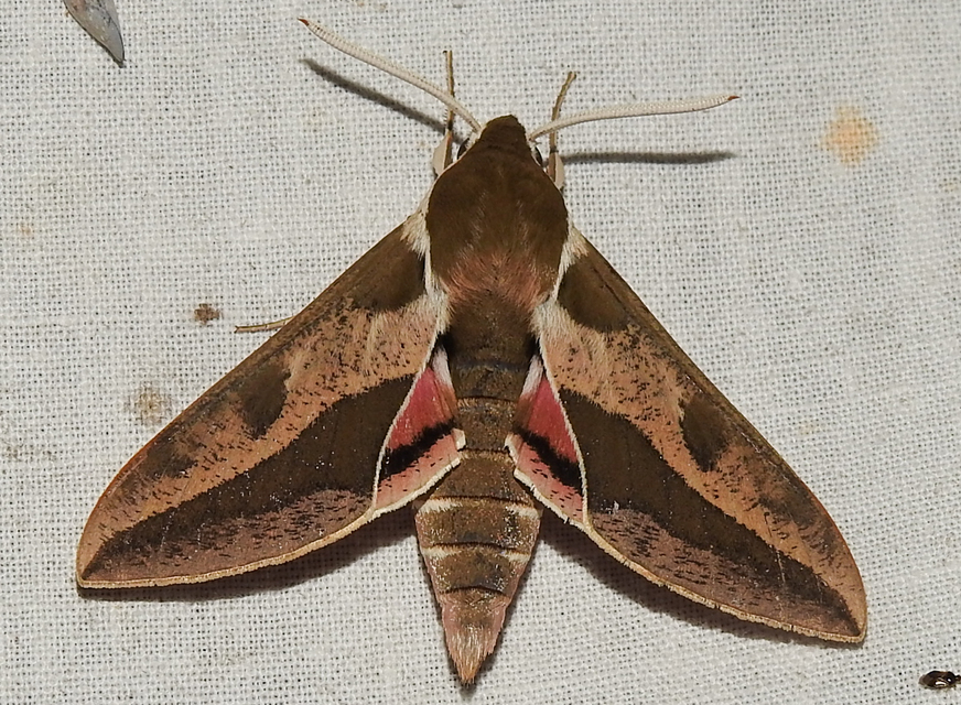 Hyles euphorbiae - kutyatejszender
