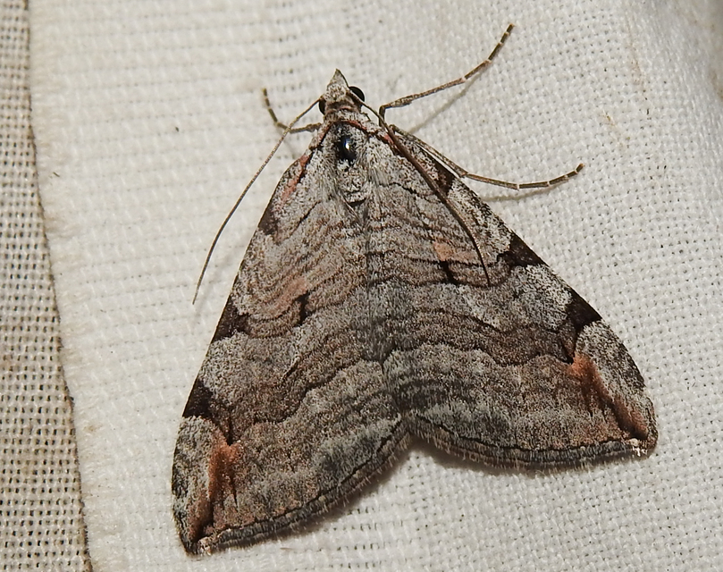 Aplocera efformata/plagiata