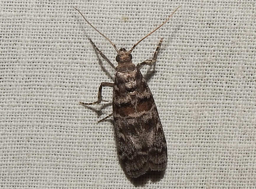 Dioryctria