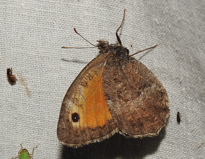 Arethusana arethusa - közönséges szemeslepke