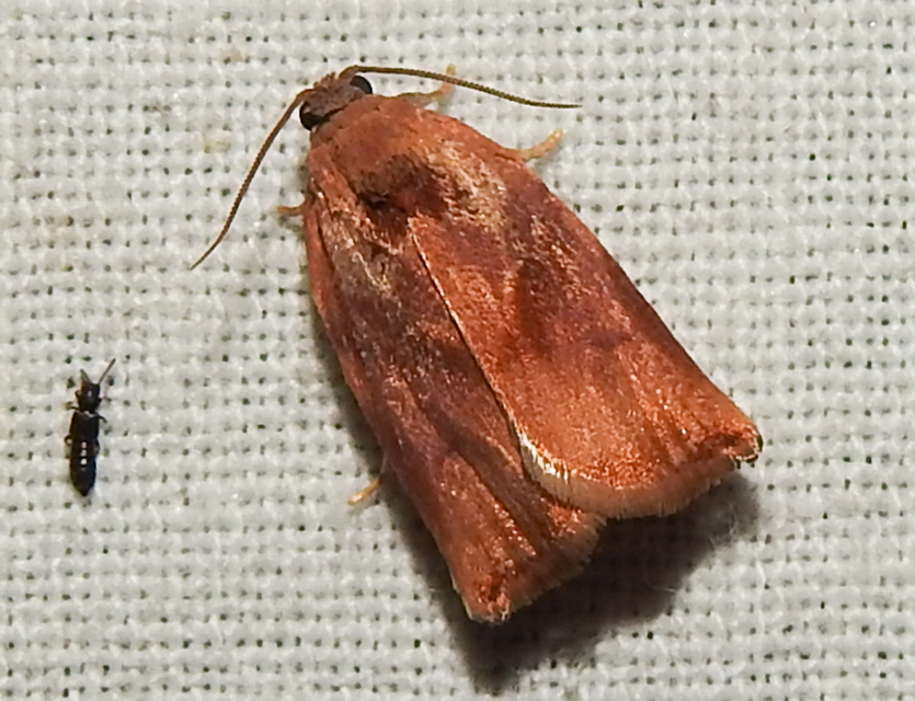 Archips