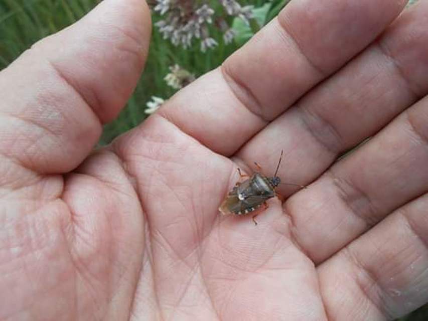 Pinthaeus sanguinipes Pinthaeus sanguinipes