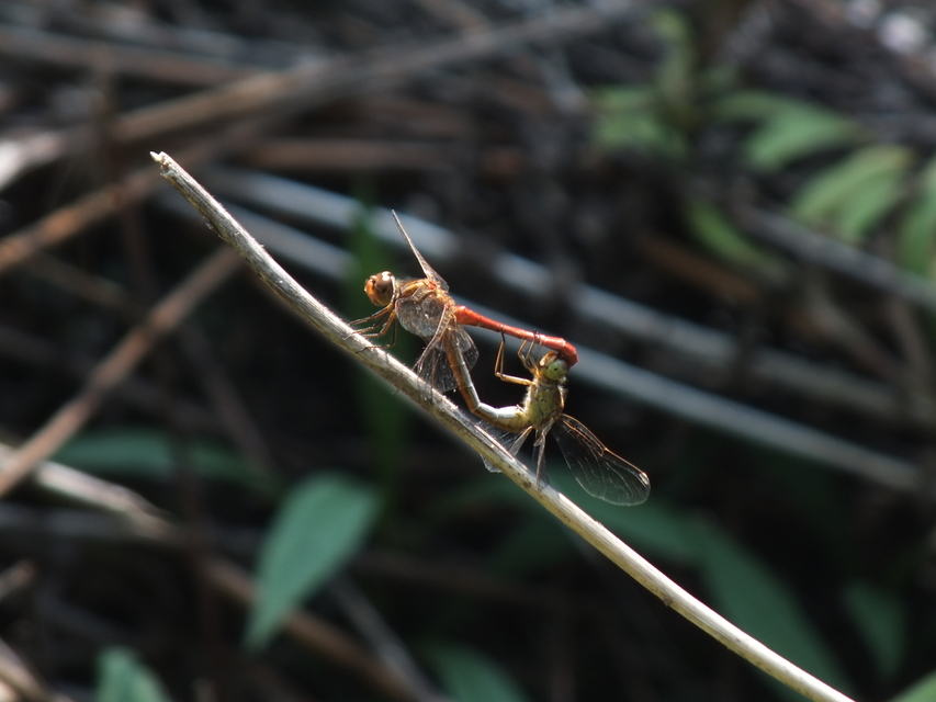 Sympetrum meridionale - fakó katona-szitakötő