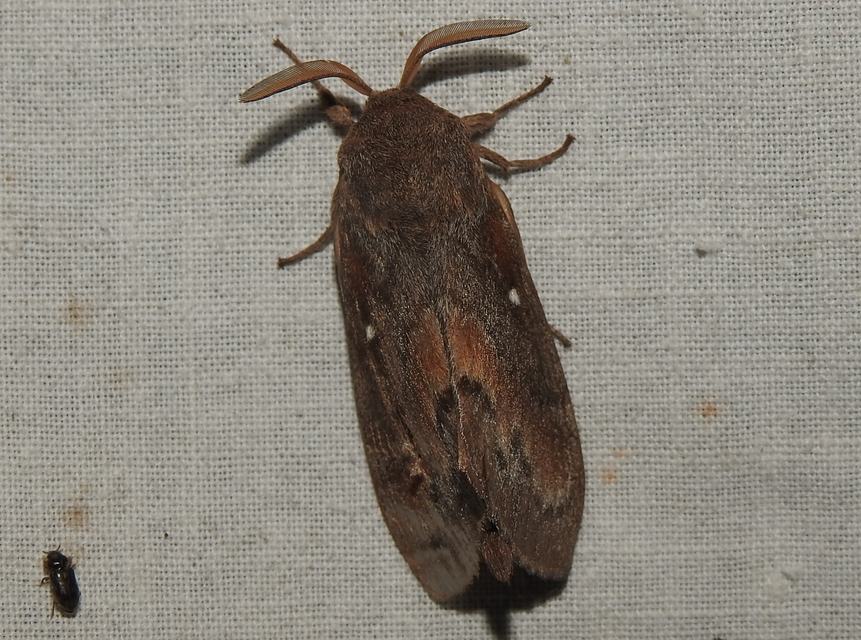 Dendrolimus pini - fenyőpohók