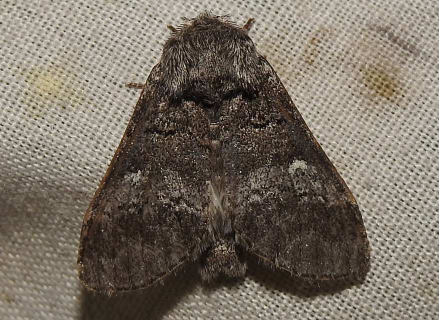 Drymonia querna - tölgyfa-púposszövő