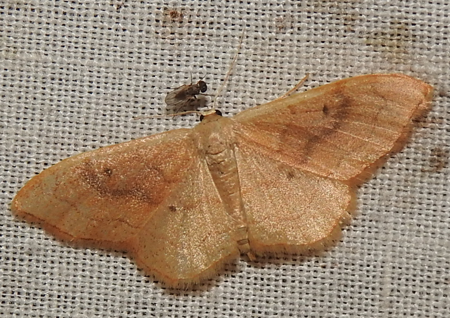 Idaea rubraria - vörössávos araszoló