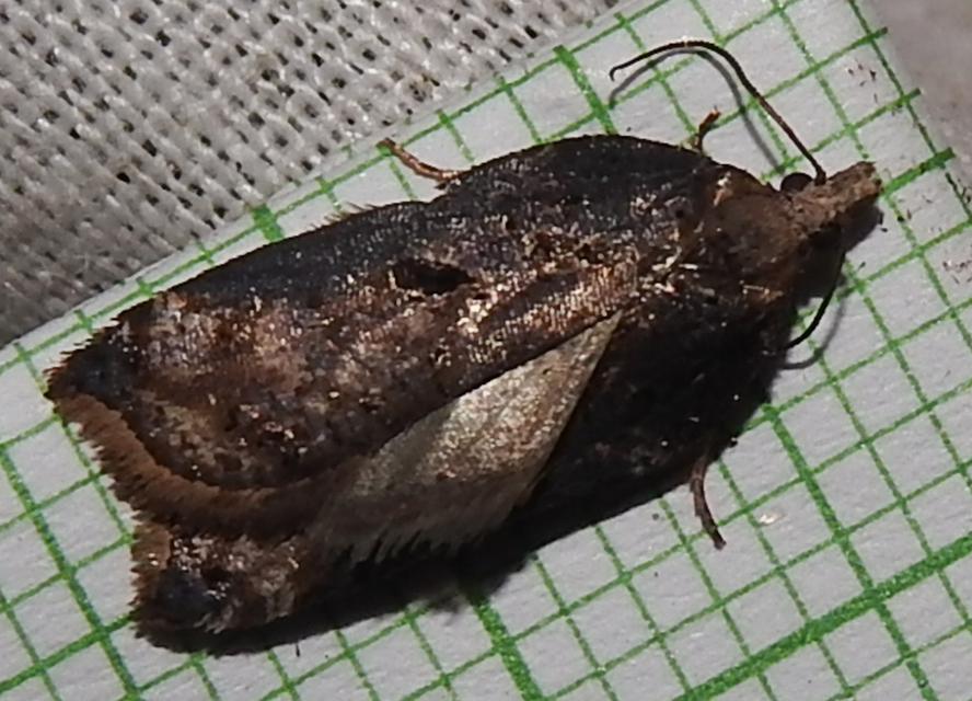 Acleris