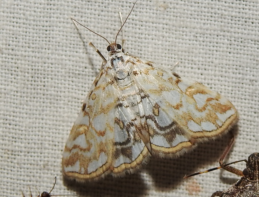 Elophila nymphaeata - tarka vízimoly