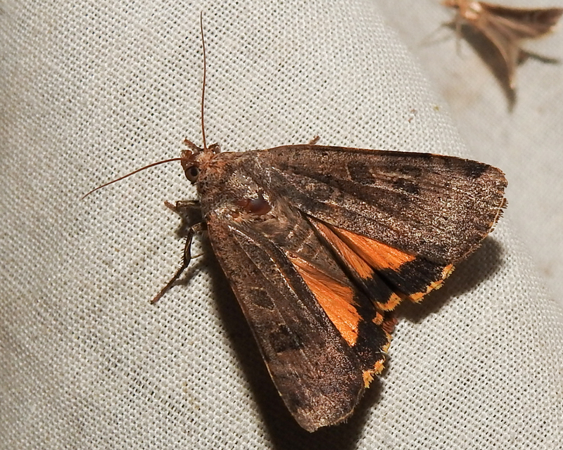 Noctua pronuba - nagy sárgafűbagoly