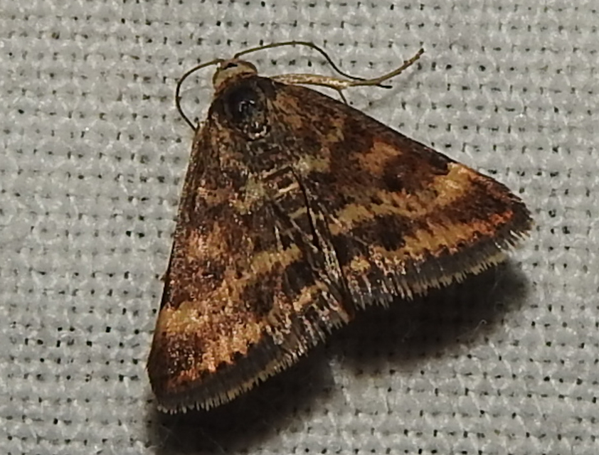 Pyrausta despicata - réti bíbormoly