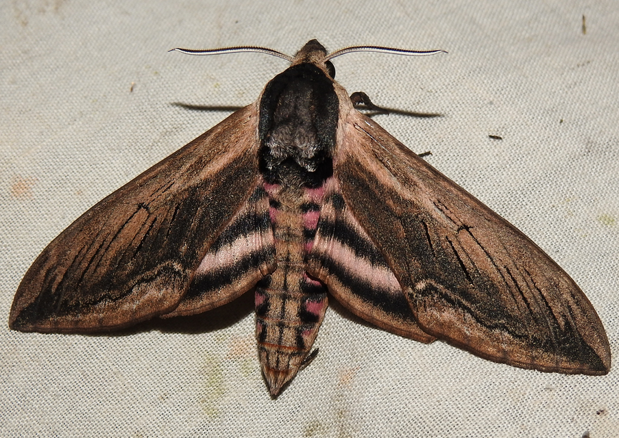 Sphinx ligustri - fagyalszender