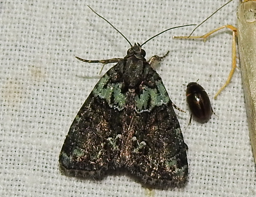Cryphia algae - sárgászöld zuzmóbagoly