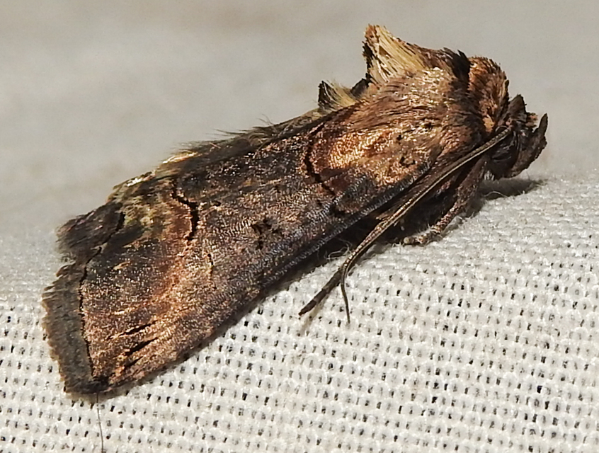 Abrostola triplasia - közönséges csalánbagoly
