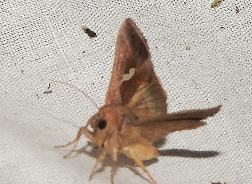 Macdunnoughia confusa - cseppfoltos ezüstbagoly